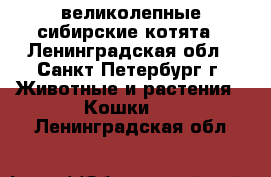 великолепные сибирские котята - Ленинградская обл., Санкт-Петербург г. Животные и растения » Кошки   . Ленинградская обл.